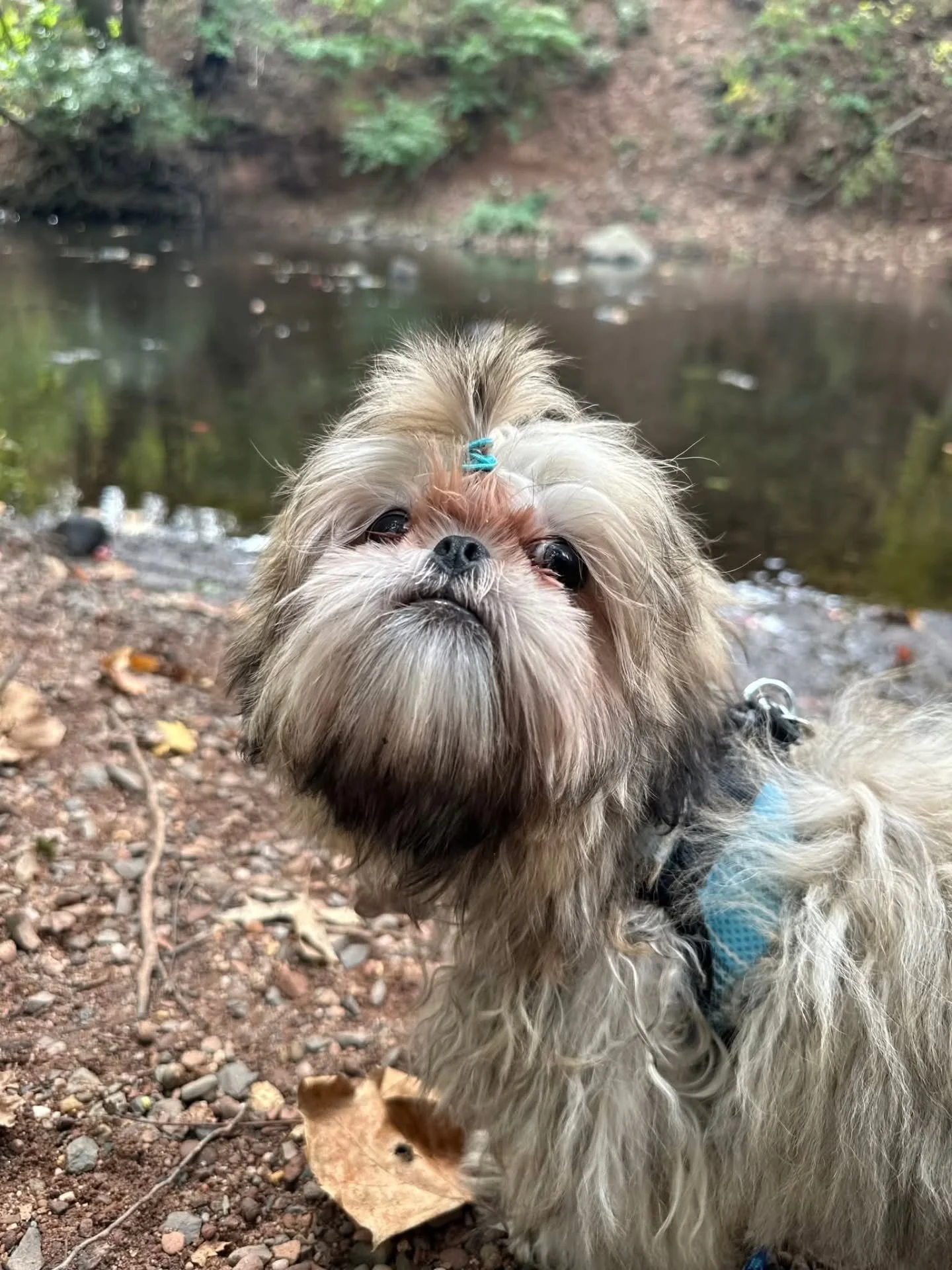 Can Casper be any cuter??? He's getting to know the world at 4 months old, and we're thrilled our local parks are part of his exploration. 🌳🐾 

&quot;Casper loves walking around the water and looking at the people and animals passing him by. He enj