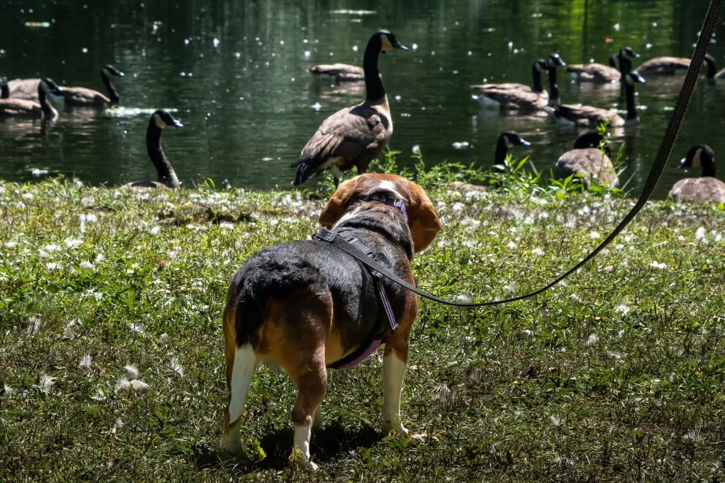 Meet Sophie. 
Sophie is a beagle. 
She enjoys walks and watching the ducks and geese.
She especially enjoys our local parks. 
We love it for Sophie! 🌳 @eye_element42

Pupparazzi on the Parkway Photo Contest submission. Not too late to submit a photo