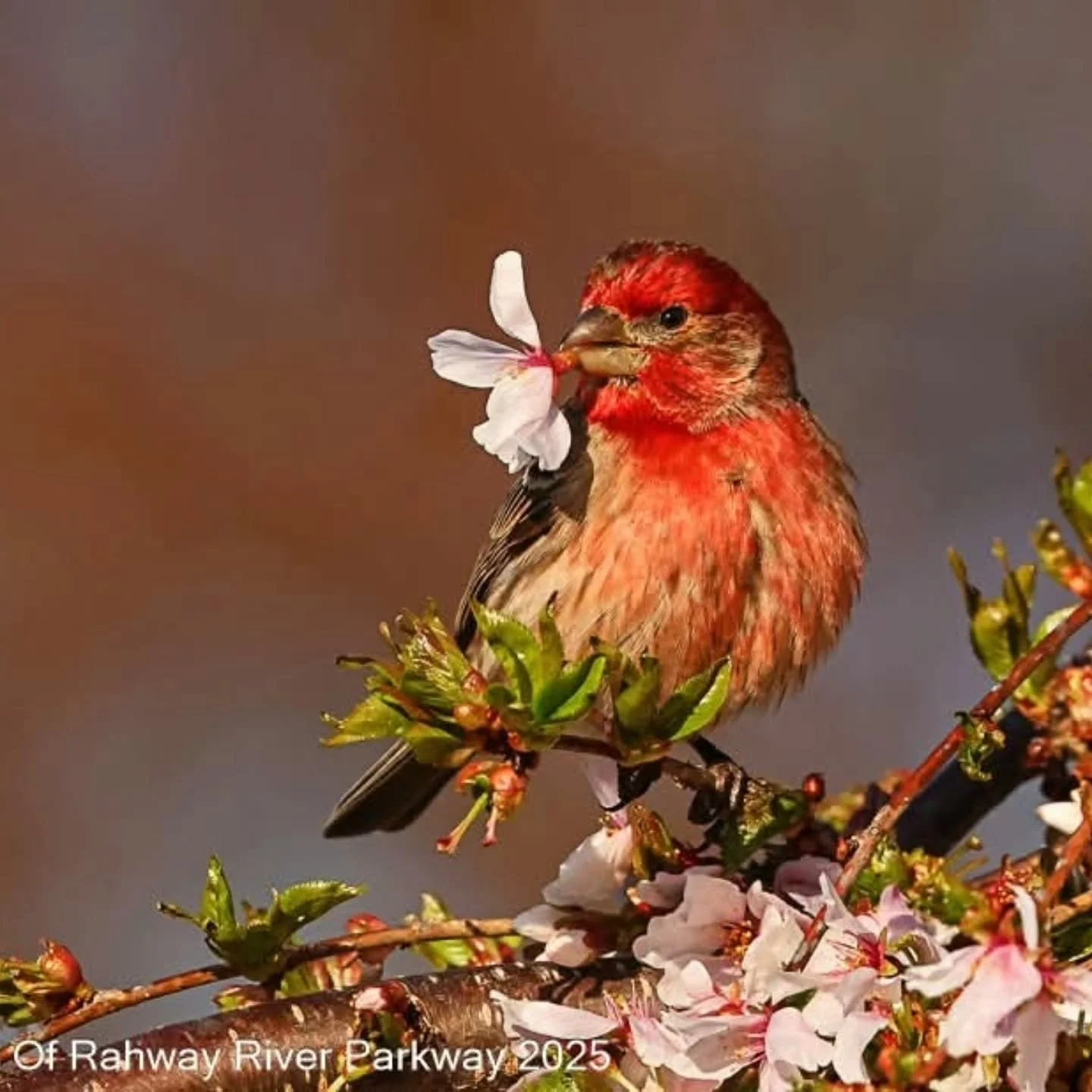 People's Choice Award Announcement!  Congratulations to Jessica Kirste! 🌸🐦

Her stunning photo, &ldquo;House Finch Eating Cherry Blossoms,&rdquo; captured at Rahway River Park, is the clear winner of our People&rsquo;s Choice Award, earning an impr