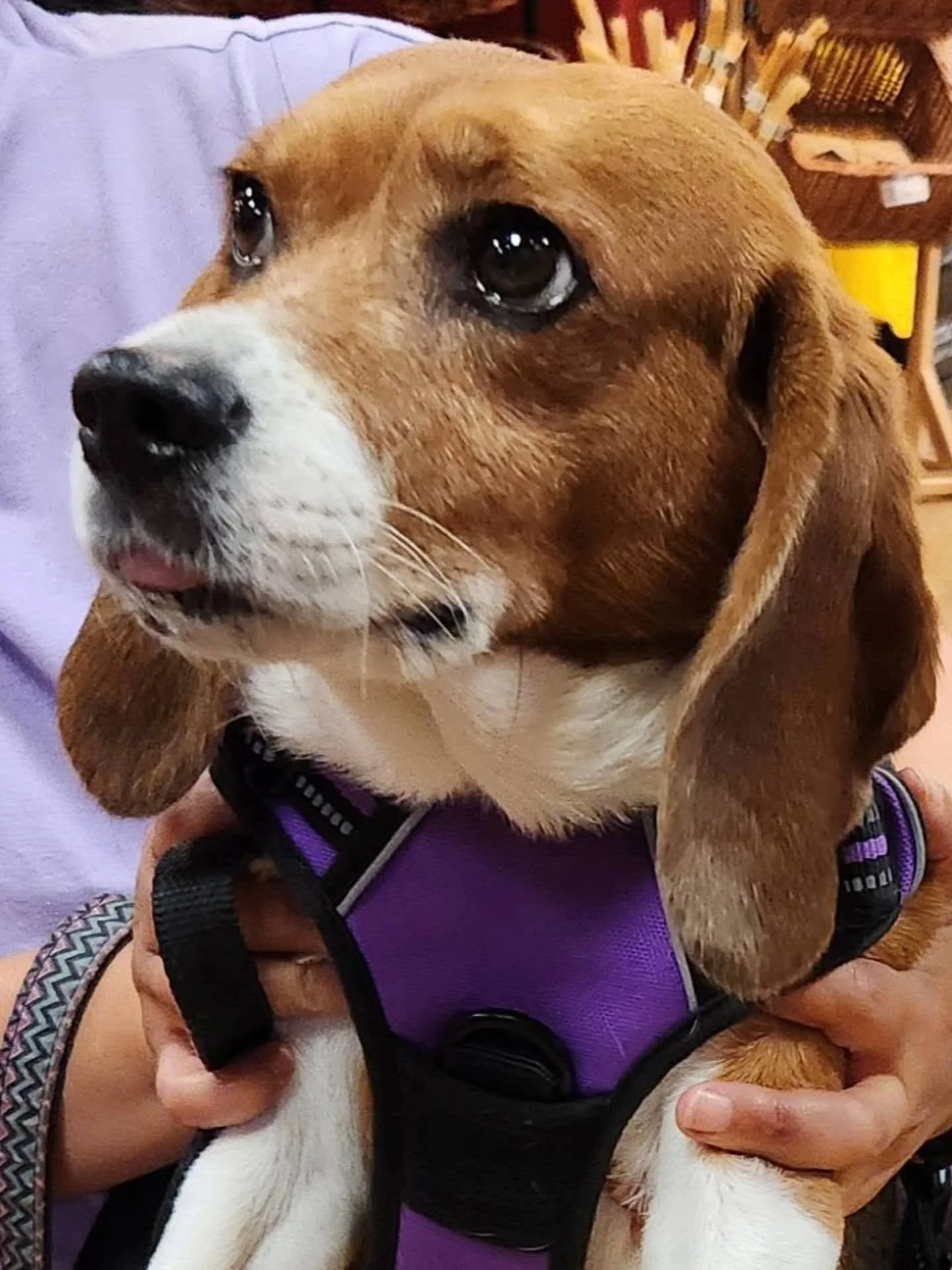 Sweet Sphie is our 3rd place Pupparazzi on the Parkway Photo Winner to pick up her bag of goodies provided by our sponsor @cbpetmarket Garwood! Enjoy your treats girl and see ya in the parks!! 🌳🐾🍒

#Forrpdogs2025 #pupparazziontheparkway #loveyourp