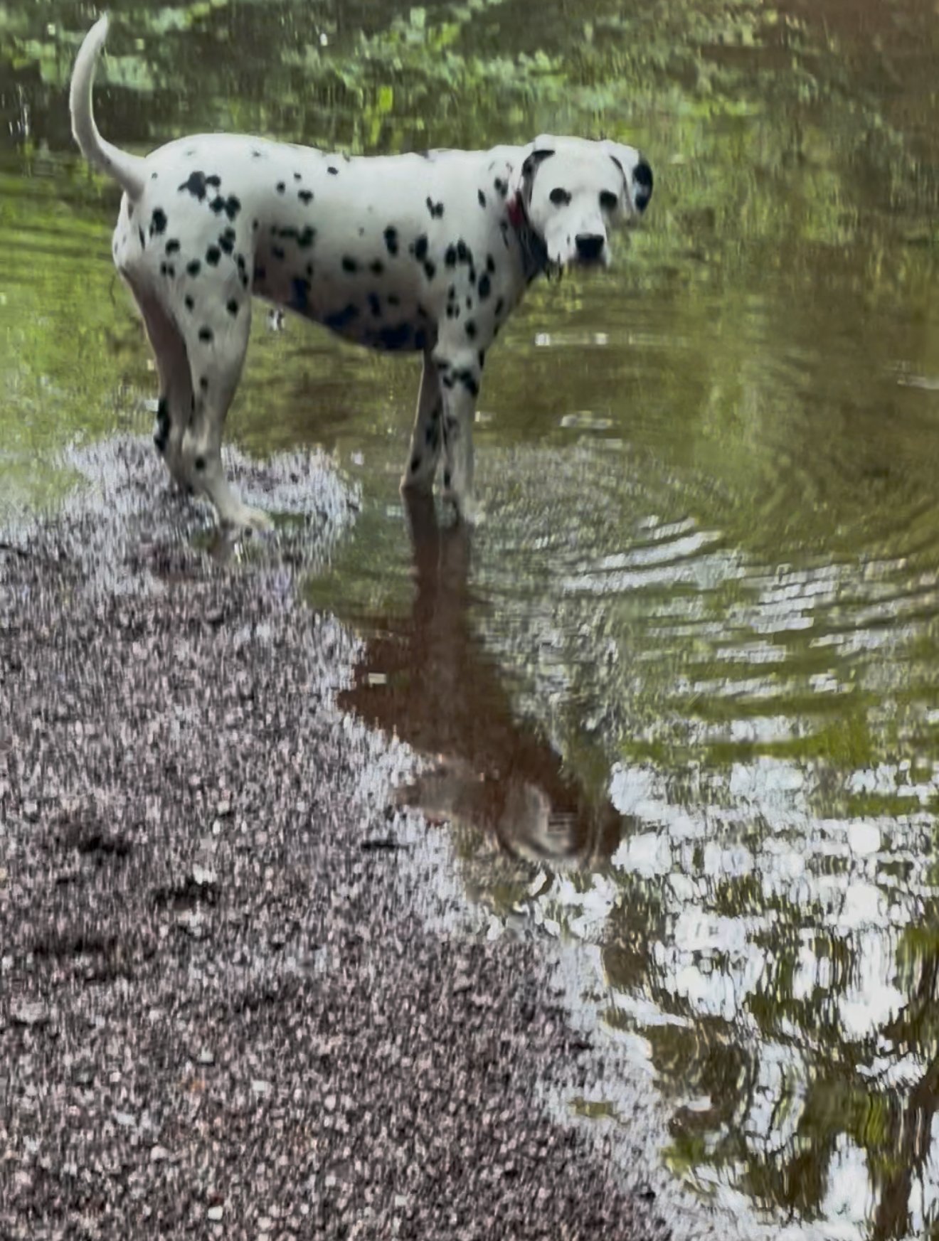 Sadie the Dalmation .jpeg