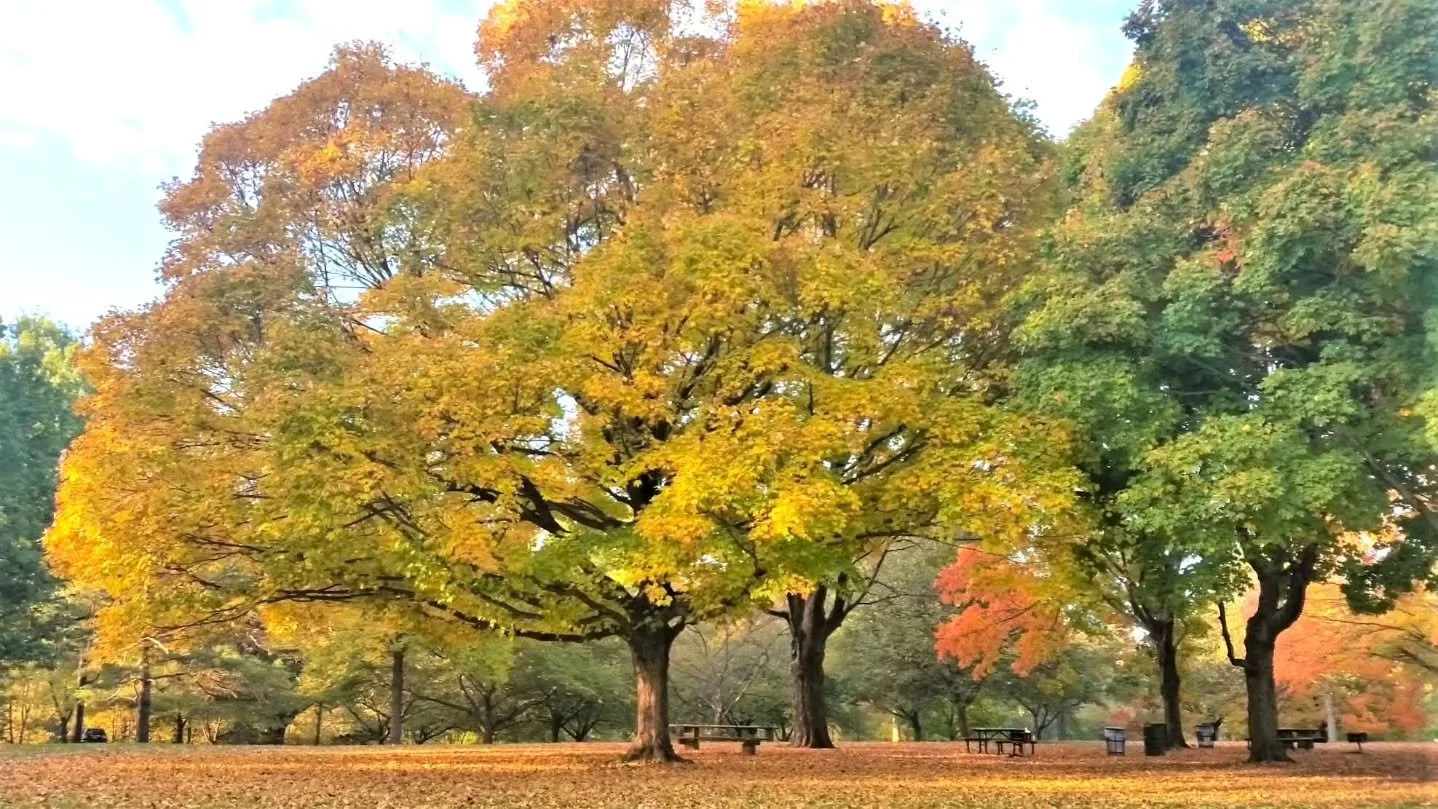 As we head into this week of giving thanks, we&rsquo;re reminded of just how fortunate we are to have the Rahway River Parkway woven into the heart of our Union County community. Designed more than 100 years ago by the celebrated Olmsted Brothers fir