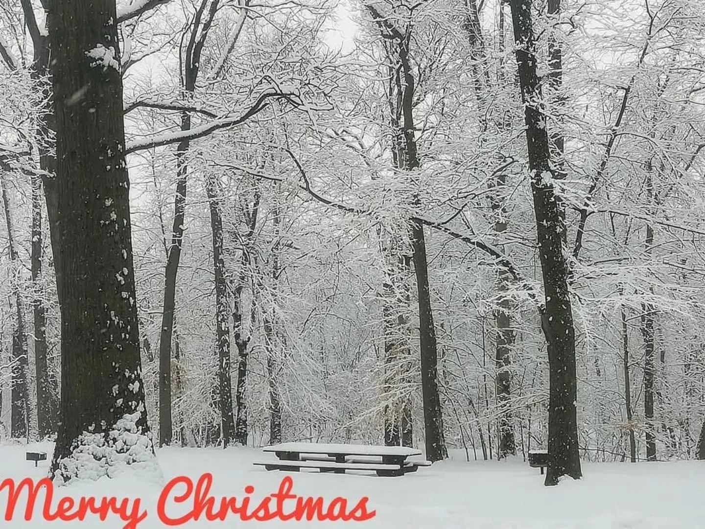 🎄 Merry Christmas from all of us at Friends of Rahway River Parkway! May your day be filled with joy, love, and the beauty of nature. 

#MerryChristmas #rahwayriverparkway #loveyourparks