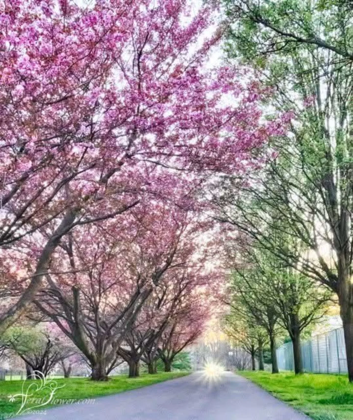 Do not despair,  23 days until Spring!! 🌸🌸🌸

Photo by: 📸 David Williams 

#loveyourparks #forrp #spring #olmstedpark #preservation