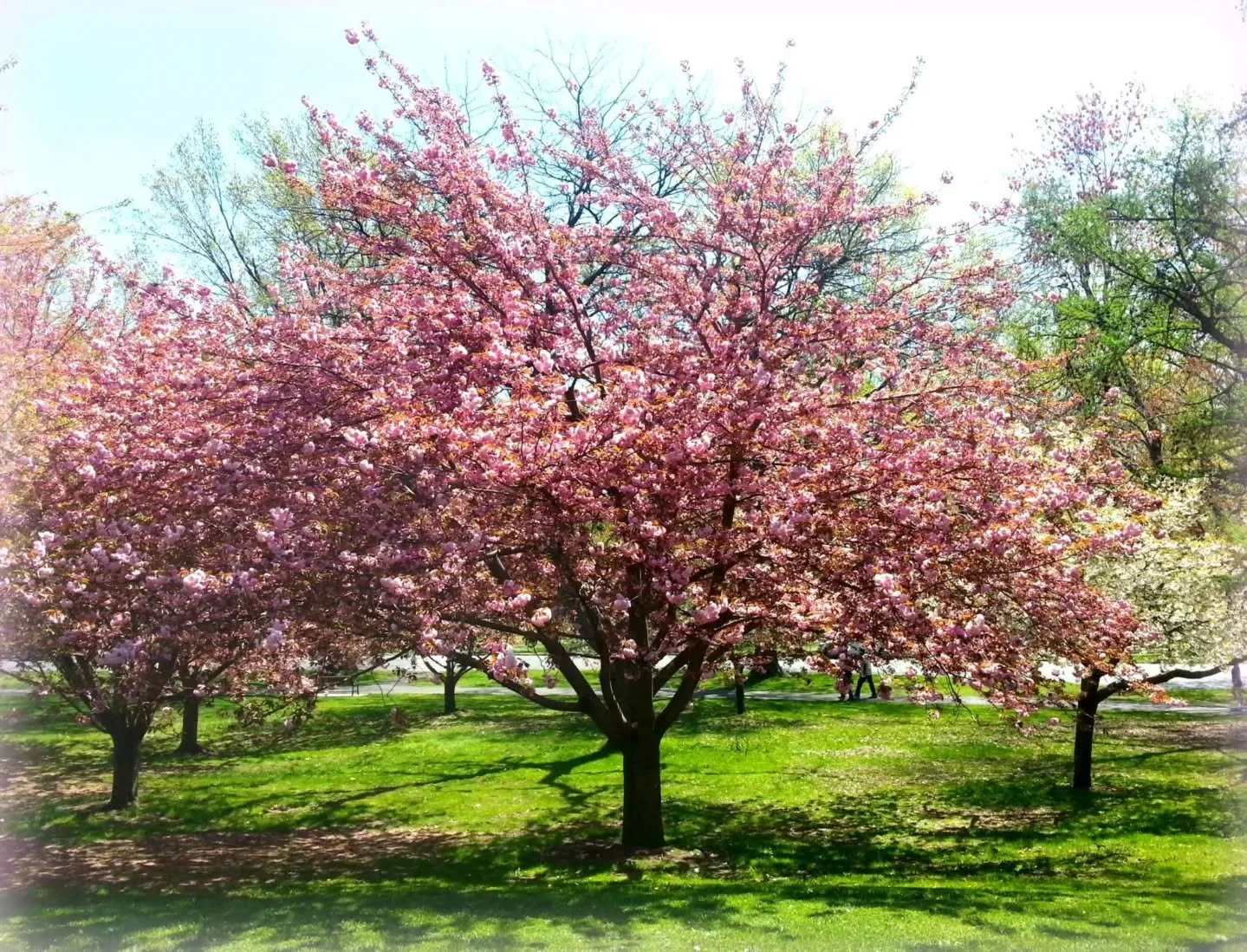 Hope you're enjoying today and Happy Easter to those who celebrate. 
🐰🌸🌷

#springvibes  #loveyourparks #preservation #olmstedpark #just_newjersey