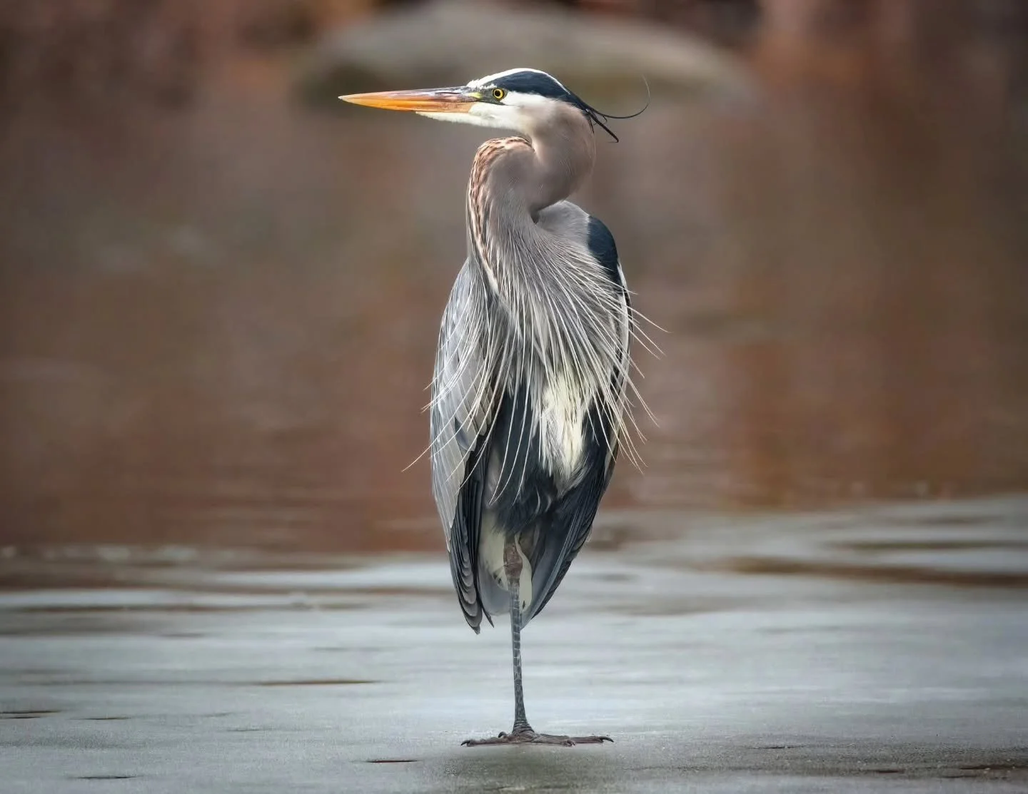There&rsquo;s something truly captivating about spotting a Great Blue Heron standing quietly along the water&rsquo;s edge, just like this stunning moment captured by Patricia Migliore 📸 at Rahway River Park. Our featured photo for May in our Rahway 