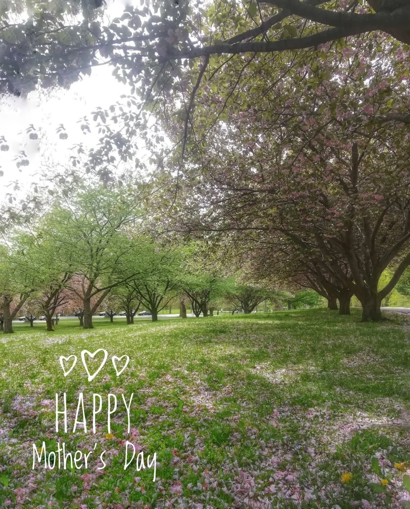 🌸🌳🌸