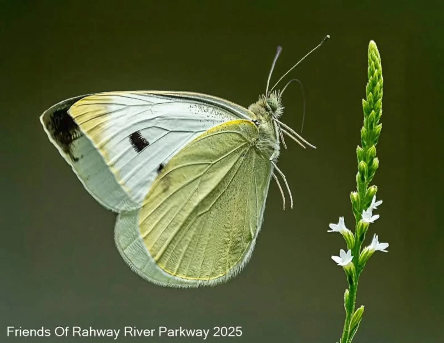 🦋 Hello June! 🦋

With longer days, blooming gardens, and summer just around the corner, we're excited to turn the page to June in our 2026 Rahway River Parkway Calendar.

This month's featured photograph, "The Landing," was beautifully ca