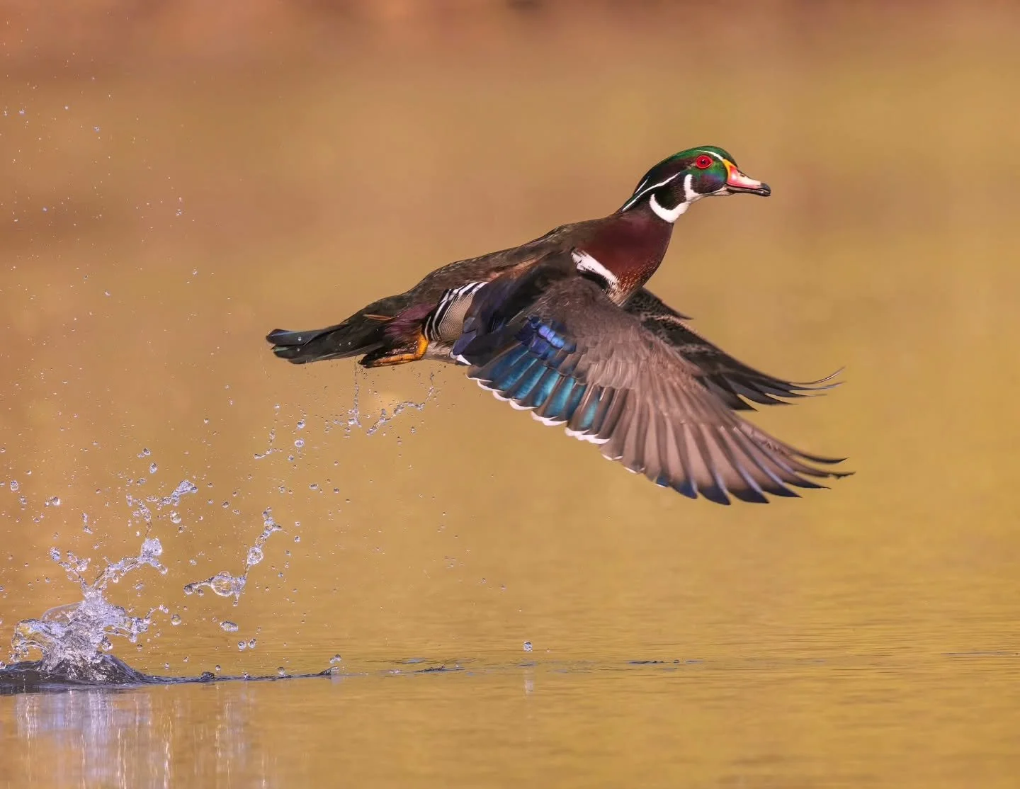🦆 August in the Rahway River Parkway 🦆

August is a time to embrace adventure, and few moments capture that spirit better than this breathtaking image of a Wood Duck taking flight from Jackson's Pond, photographed by the incredibly talented Robert 
