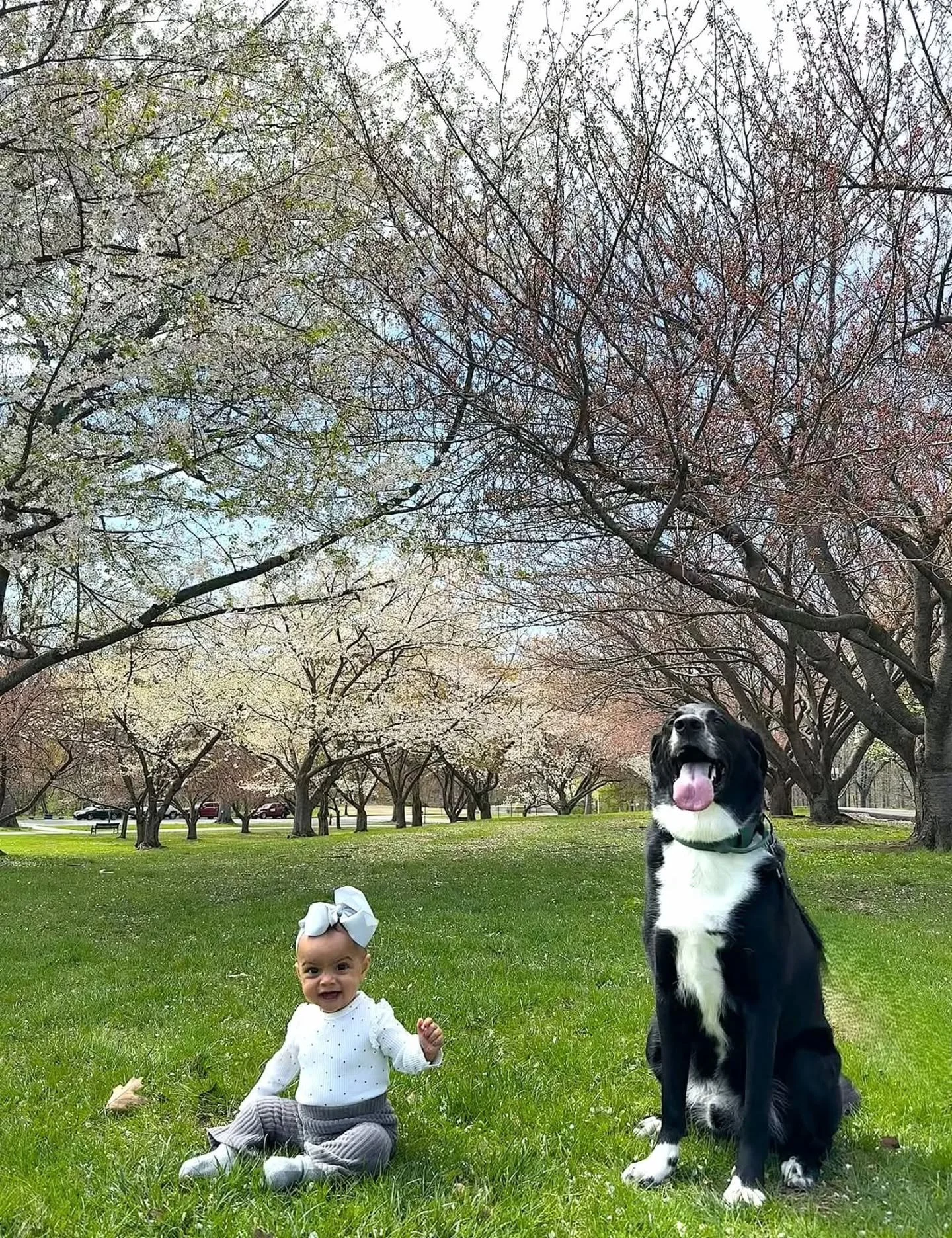 Hey Landis! We see you. He is another entry in our Pupparazzi in the Rahway River Parkway Photo Contest! 🌳🌳

You're such a great big brother, Landis! Message from his human:
"Although we love every season, Landis tends to enjoy Spring the best