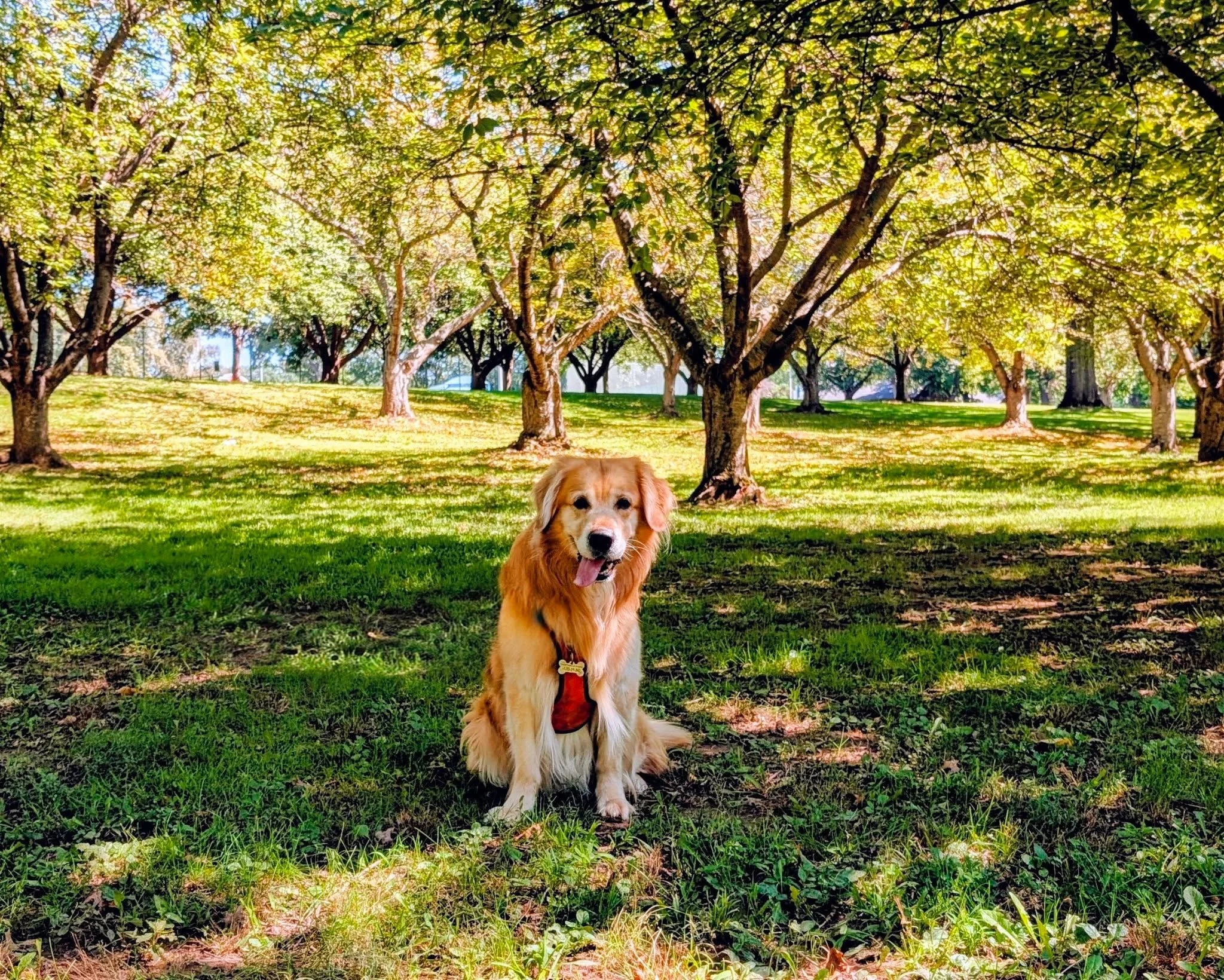 Hey there, Auro! You're one handsome fellow, especially posing among a beautiful tree grove. Auro is another entry in our Pupparazzi on the RR Parkway Photo Contest! Thanks for sharing him with us! 🌳

How does Auro enjoy the park?🐾🌳

"The par