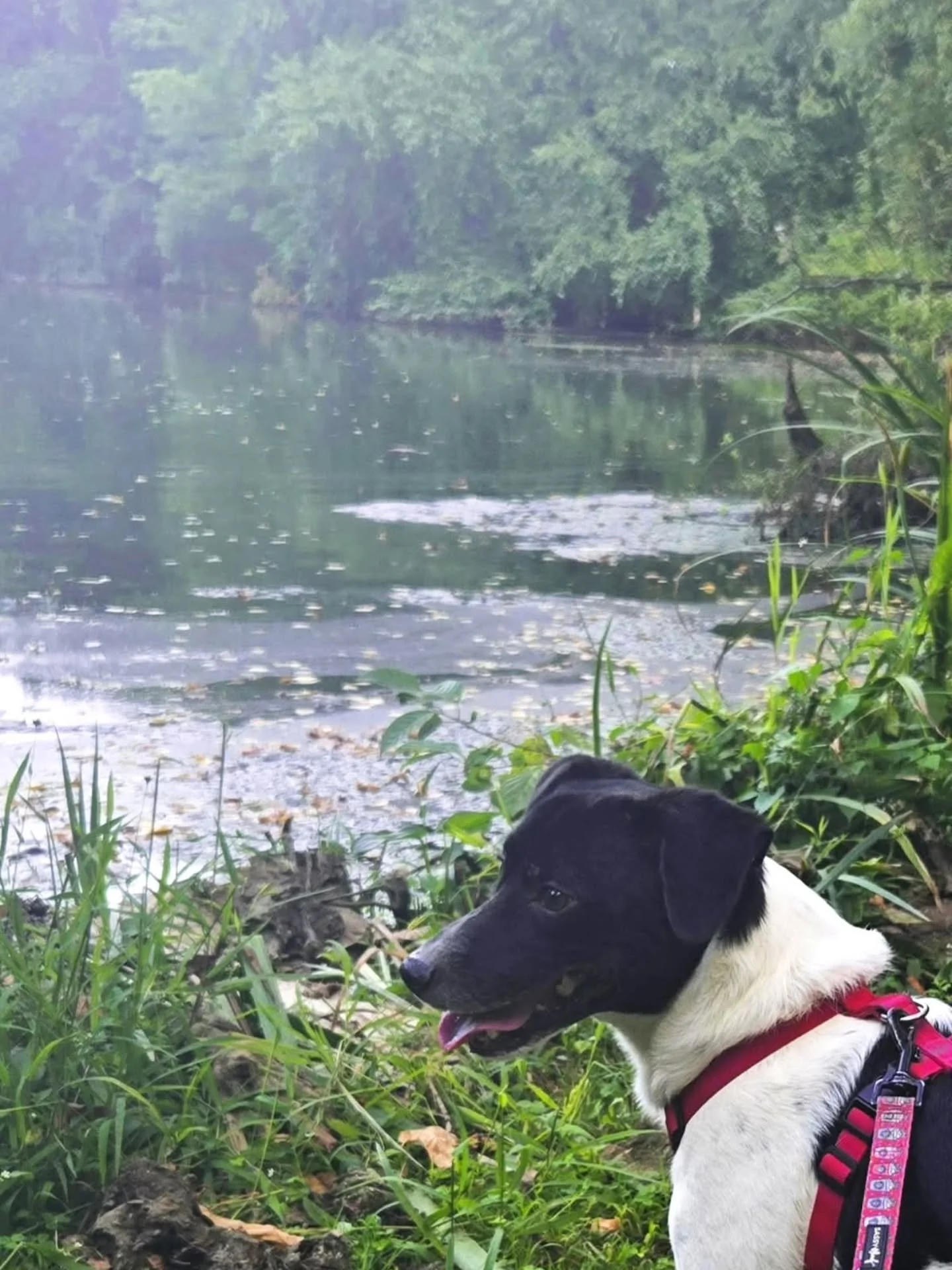 🐾 Pupparazzi Spotlight! 🐾

Meet Jack, our latest four-legged star in the Pupparazzi on the Rahway River Parkway Photo Contest! 📸🐶

This handsome 6-year-old Jack Russell mix is an energetic regular at Rahway River Park. His favorite park activitie