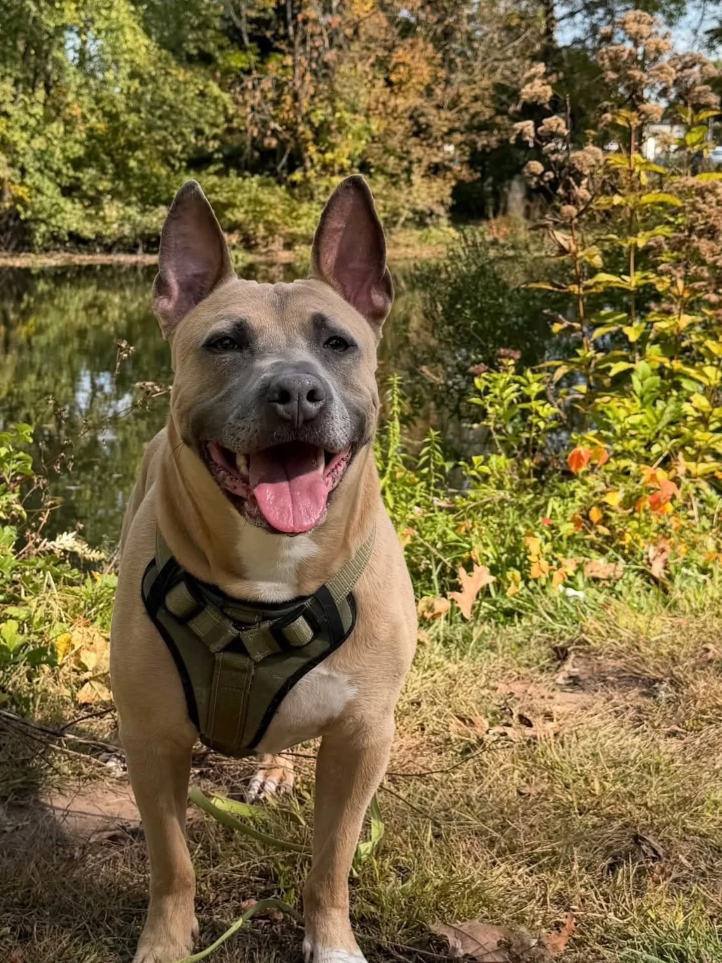 🐾📸 PUPPARAZZI LAST CALL! TODAY IS THE DAY! 📸🐾

Meet Archer, a 6-year-old Staffy Mix who knows how to enjoy a day at Mohawk Park! 🐶💚

Archer literally smiles when he sees the birds in the water and loves watching his mom fish. Talk about a perfe