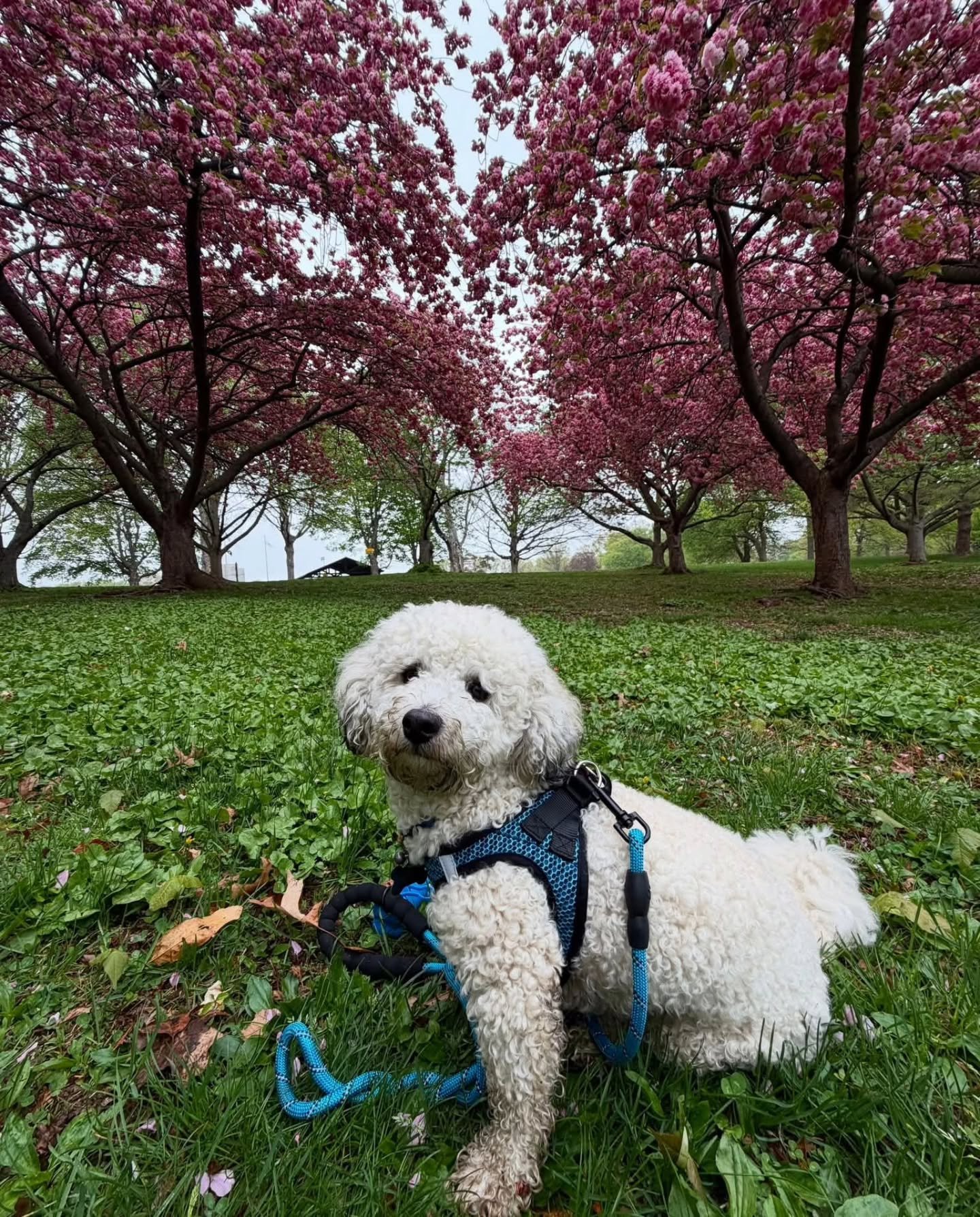 🐾📸 THAT&rsquo;S A WRAP ON PUPPARAZZI! 📸🐾

Our Pupparazzi on the Rahway River Parkway Photo Contest is officially CLOSED! 🎉

A HUGE thank-you to everyone who entered and shared their four-legged, park-loving friends with us. We&rsquo;ve received 