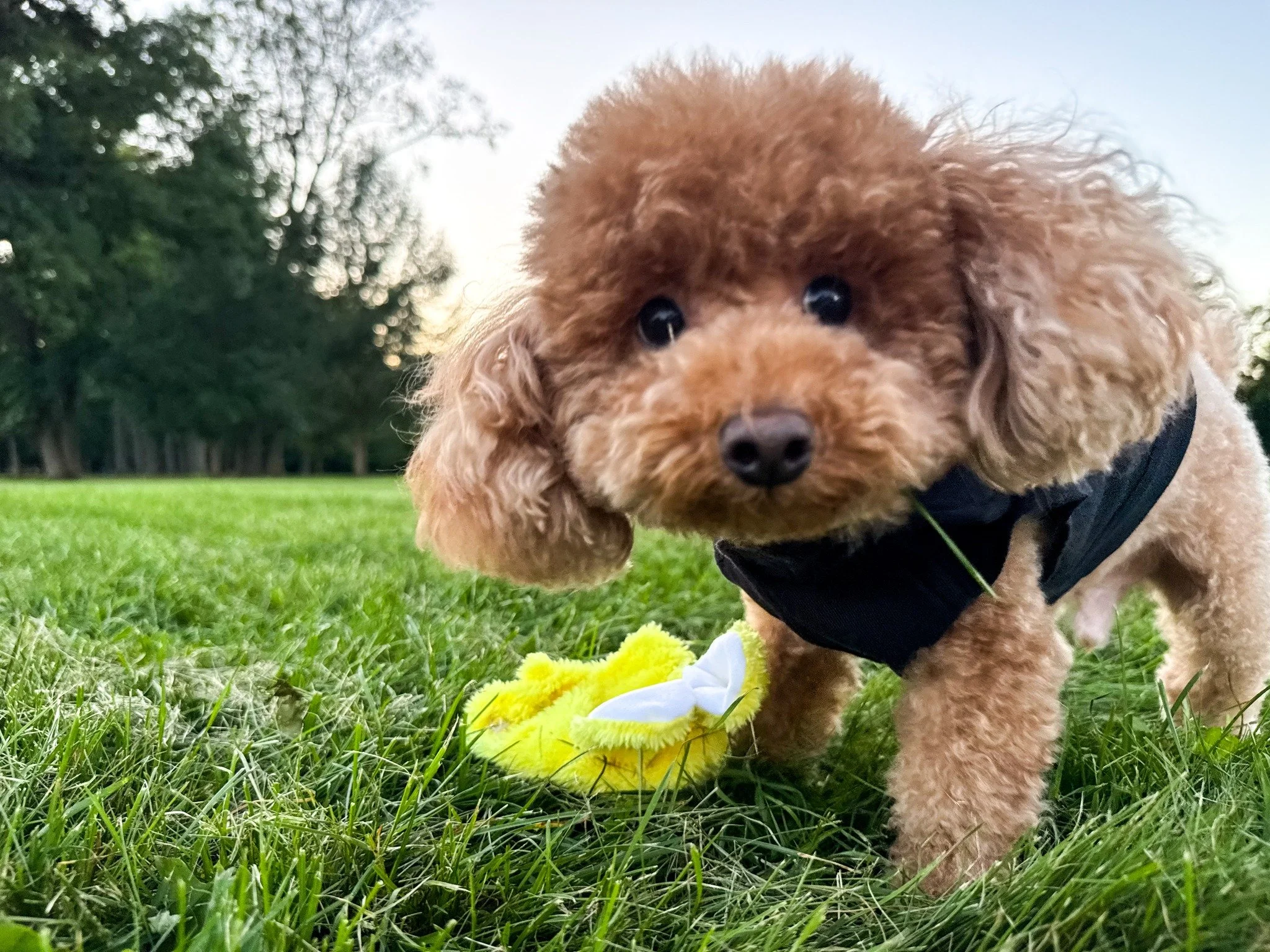 🌮🐾 MEET TACO &mdash; ONE OF OUR PUPPARAZZI ENTRIES 🐾🌮

The 2026 Pupparazzi Photo Contest is officially CLOSED, but we&rsquo;re not done having fun! While our judges review all the adorable entries, we&rsquo;ll keep featuring some of the wonderful