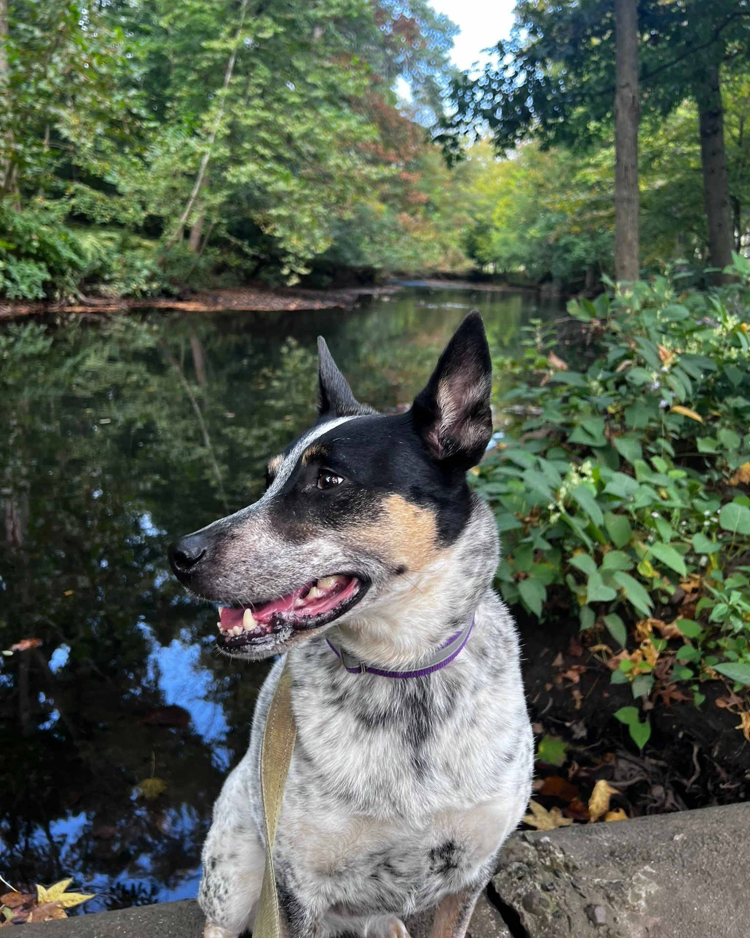 🐾📸 PUPPARAZZI FEATURE: MEET TASHA! 🐶🌿

Say hello to sweet Tasha, an 8-year-old Cattle Dog Mix who absolutely loves exploring Rahway River Park!

Tasha&rsquo;s favorite adventure? The river walk! 🌳🐕 She loves seeing all of her wildlife friends a