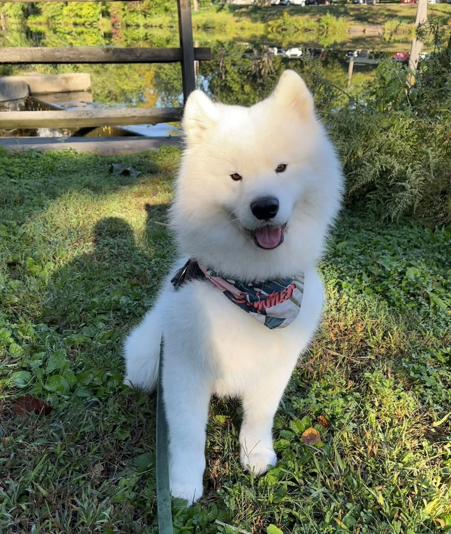 🐾 THE FINAL PUPPARAZZI ON THE PARKWAY ENTRIES! 🐶📸

We&rsquo;re wrapping up our parade of adorable, four-legged park lovers with our final three entries in the Pupparazzi on the Parkway Photo Contest! And what a tail-wagging way to finish! ❤️

🐕 M
