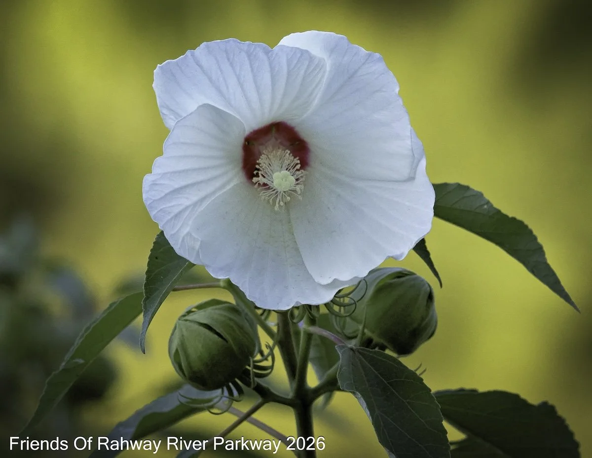 August: "Summer Mallow Sunset" - David Williams