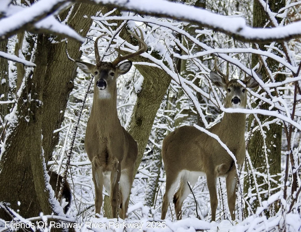 Febuary: "Deers in Snow" - Huifang Wang
