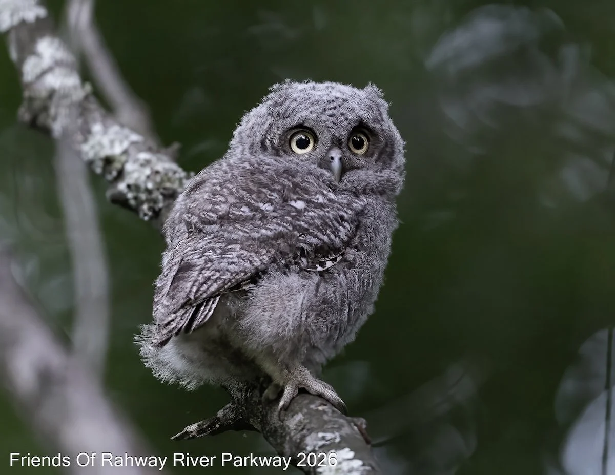 June: "Eastern Screech Owl Fledgling" - Thomas Shealey