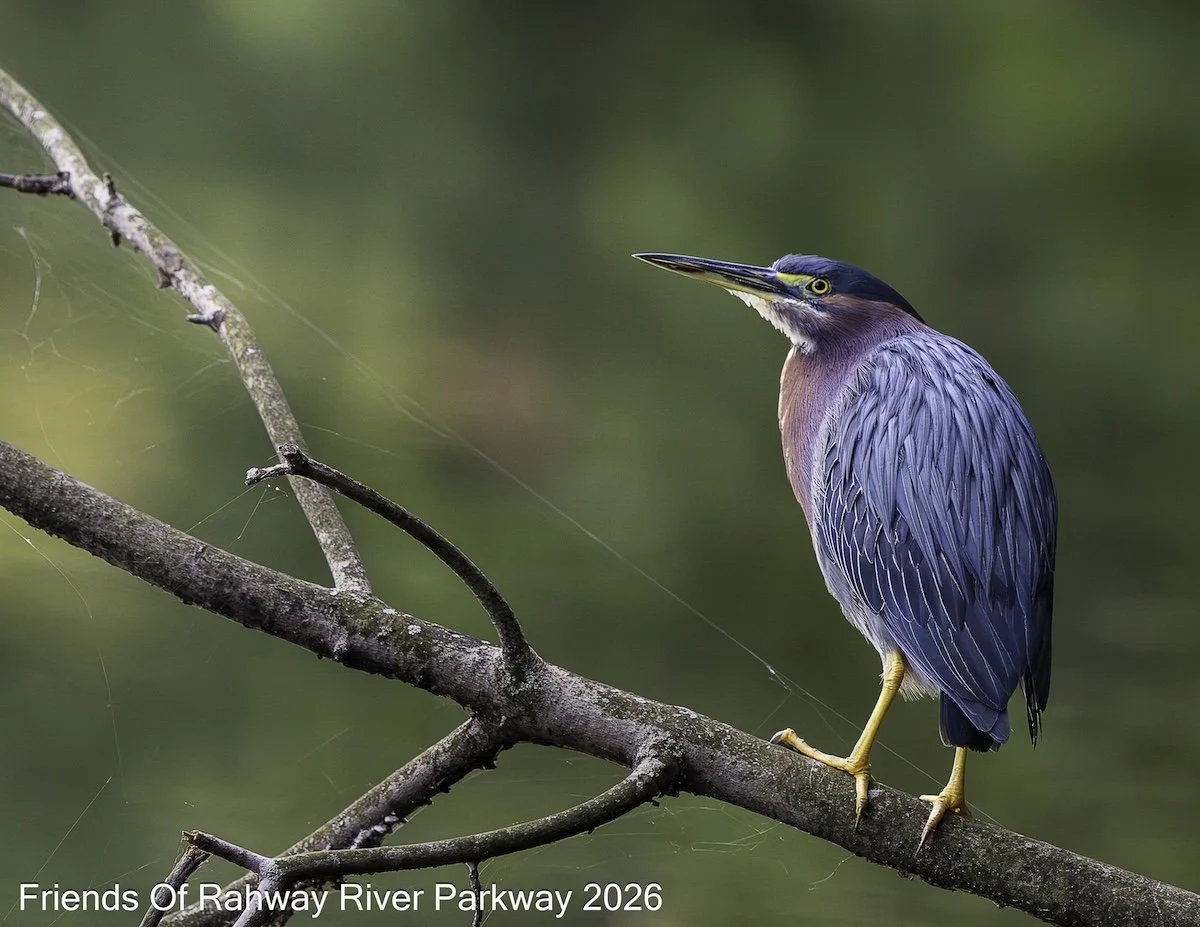 March: "Green Heron" - Charlene Federowicz