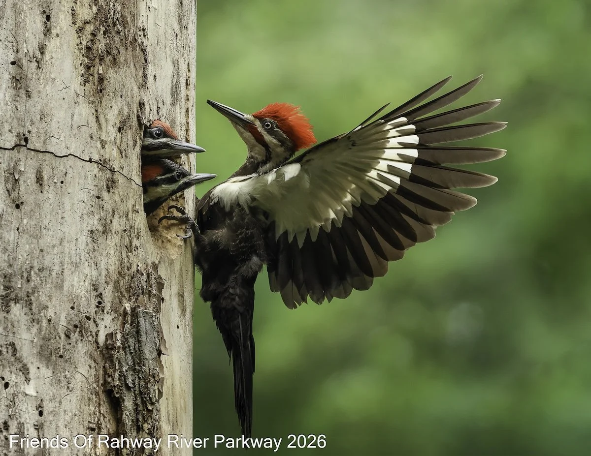 May: "Pileated Woodpecker Dad on Duty" - Jessica Kirste