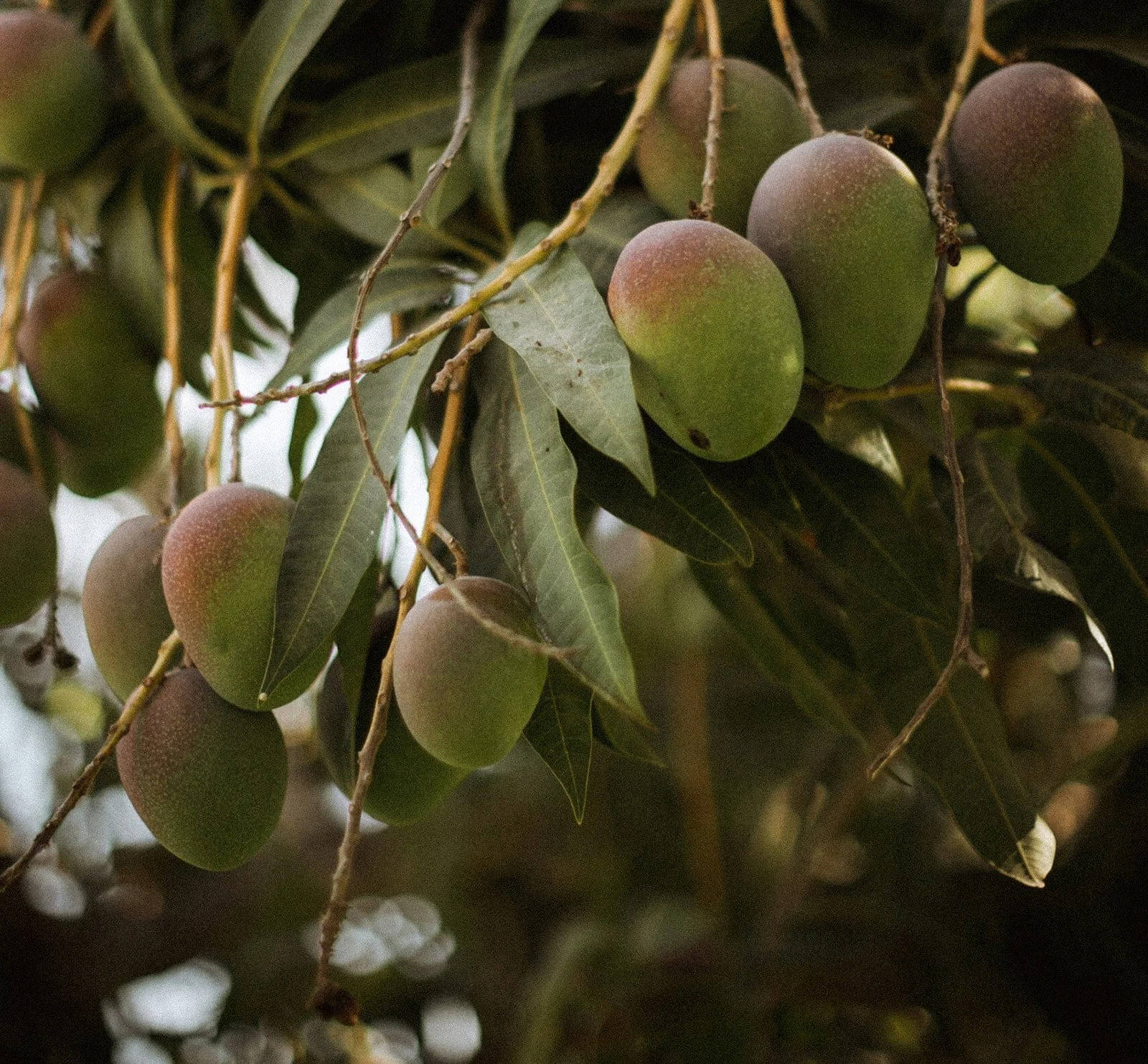 baja-luna-sustainable-farm-to-table-wedding-venue-los-cabos-1.jpg