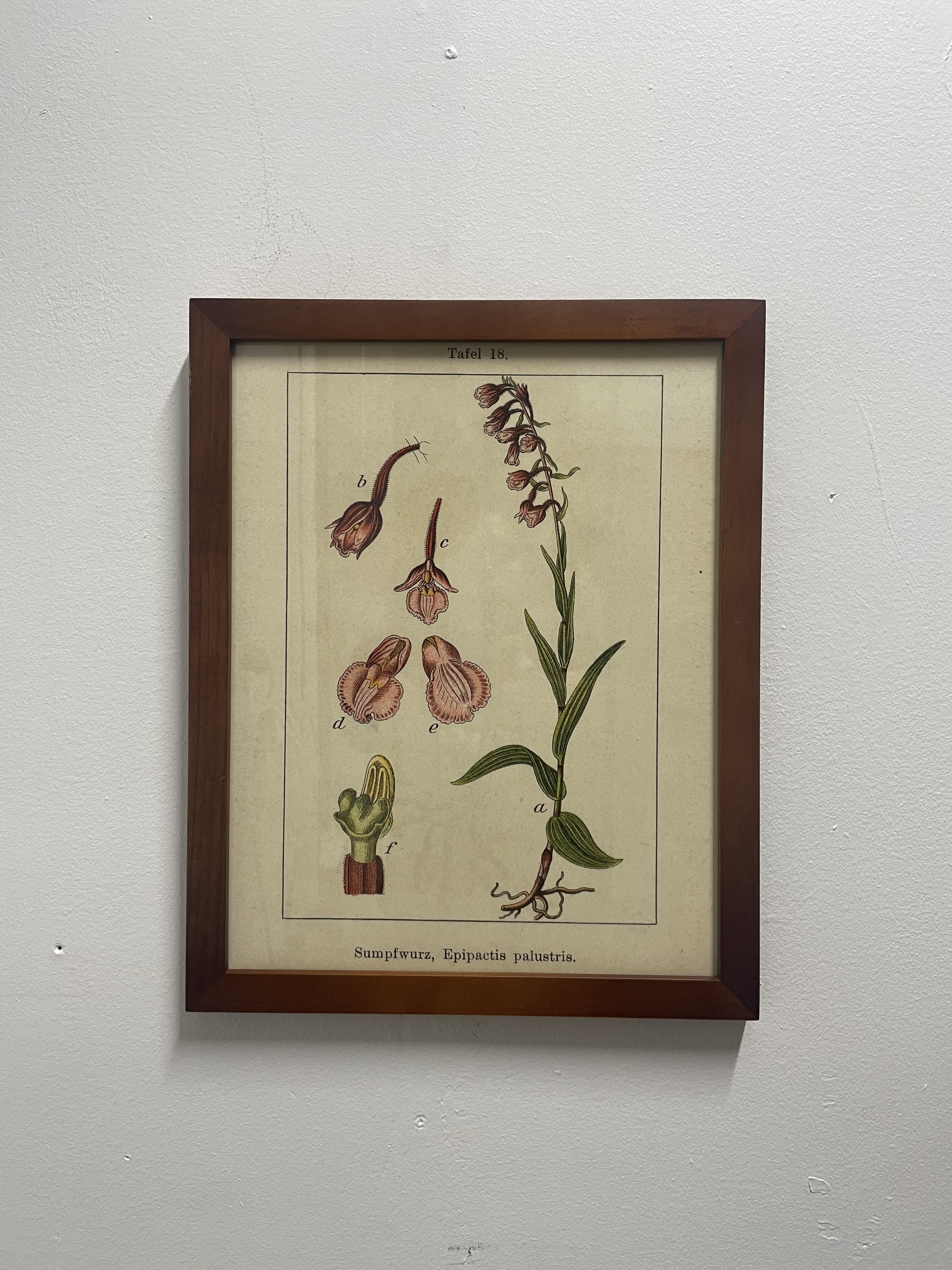 Scientific Bontanical Illustration 4