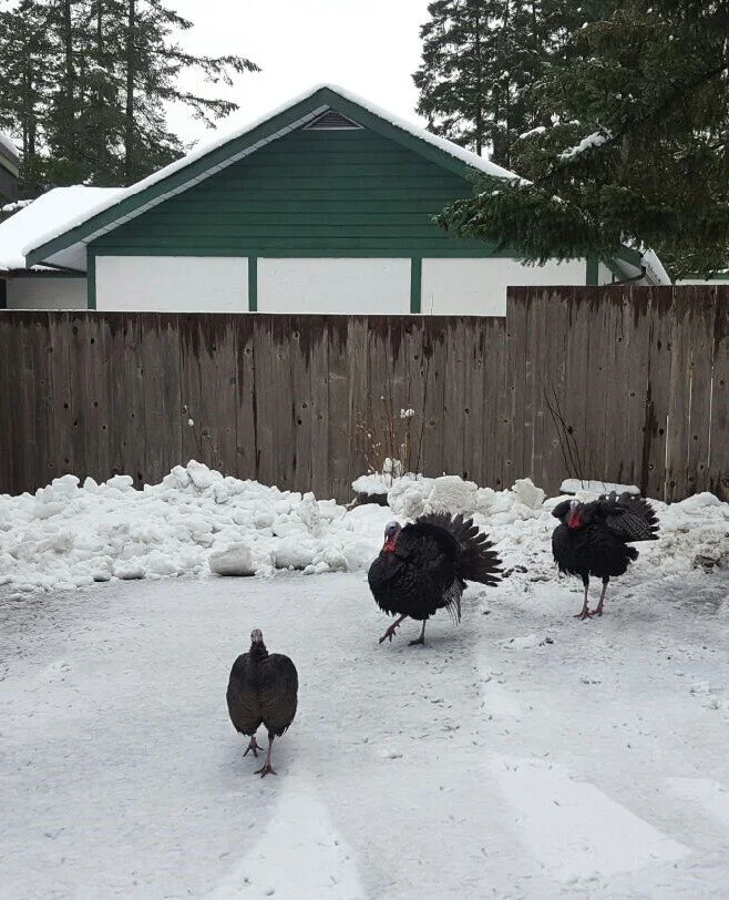 Wild turkeys dance through Gabriola's rare snow