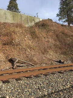 Beauty in the midst of destruction