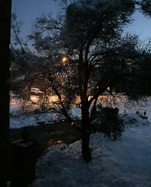 Garden tree lit by reflected light