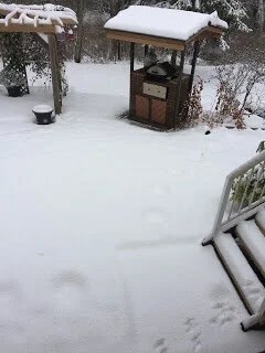 Night visitors can't have been reindeer