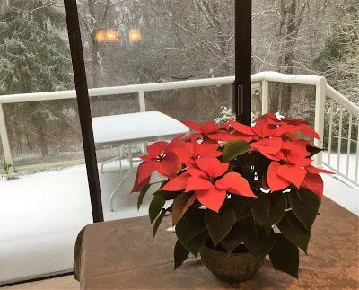Snow and poinsettia
