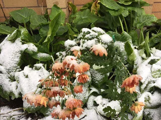 Two days of contrast in the garden