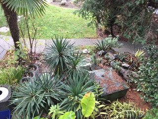 Desert plants in the temperate rainforest