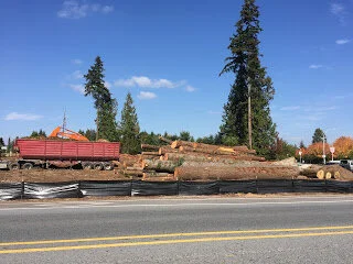 Where once were trees