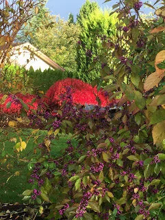 Joys of autumn colour