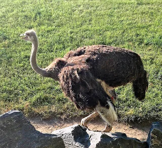 Ostrich strides proudly through Toronto Zoo