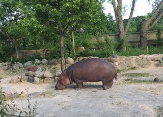 Hippo keeps nose to the ground -- literally