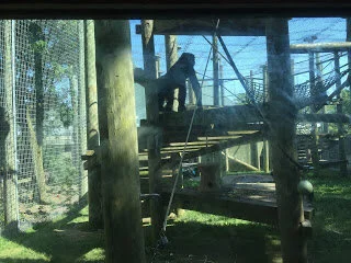 Toronto Zoo gorillas long on lifespan and artistic talent