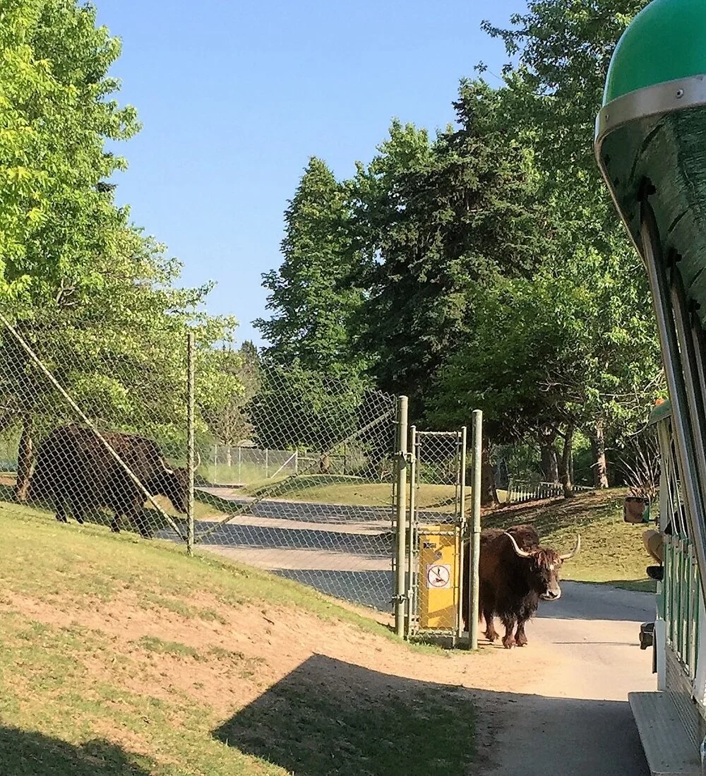 Yaks play dog in the manger