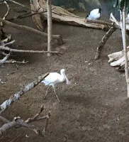Sacred ibis walks away while zoo pals drink with spoonbill