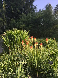 Pink posies at Van Dusen Gardens