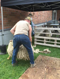Sheep shearing demo at Surrey Library in Cloverdale