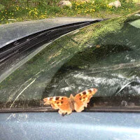 Blossom,  bear, butterfly