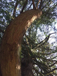 Improved perspective: eyes on the sky