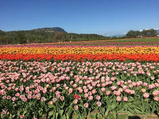 Tulips in the Fraser Valley
