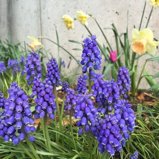 Easter bouquet at White Rock Library