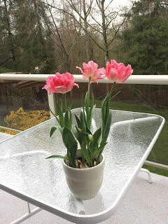 Scrubbed porch and fox trot tulips