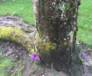Naturalized crocuses embrace tree roots